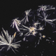 Illustration for article titled Narcotics and Medicines Look Beautiful Under a Microscope